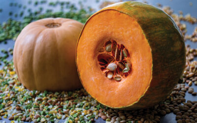 Honeynut Squash Casserole