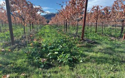 The Potato Chips Extravaganza + Classic Wine Tasting = One Day in Napa