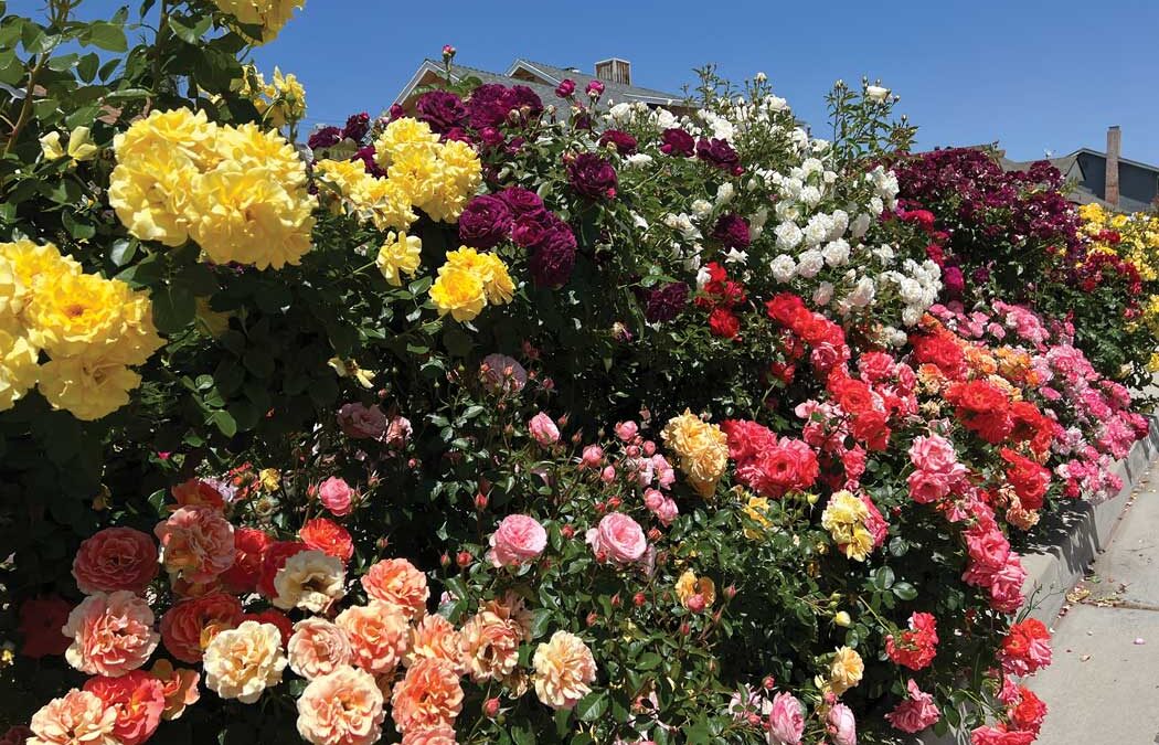 Santa Clarita Valley Rose Society Celebrates 31st Anniversary