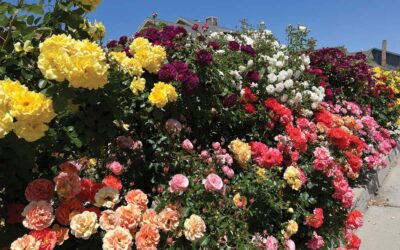 Santa Clarita Valley Rose Society Celebrates 31st Anniversary