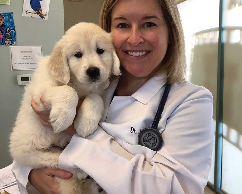 Leading the Way in Veterinary Care: Dr. Jaimie Ronchetto’s Journey