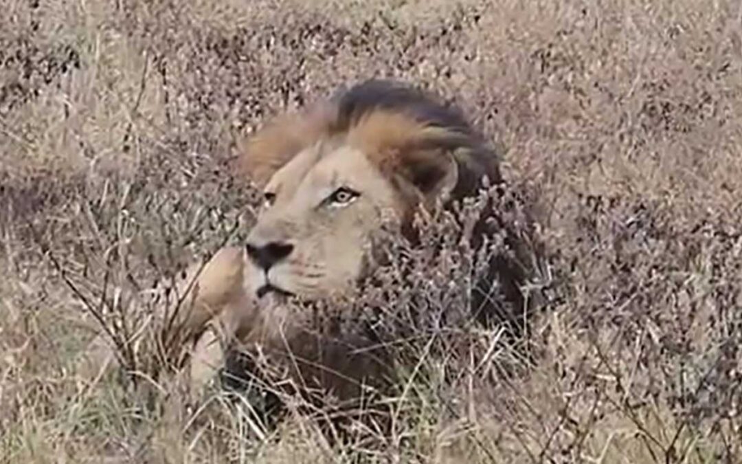 Beyond the Big Five: Life Lessons from an African Safari