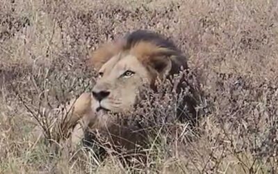 Beyond the Big Five: Life Lessons from an African Safari